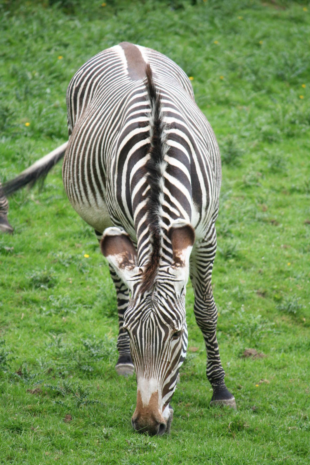 Grevy's Zebra