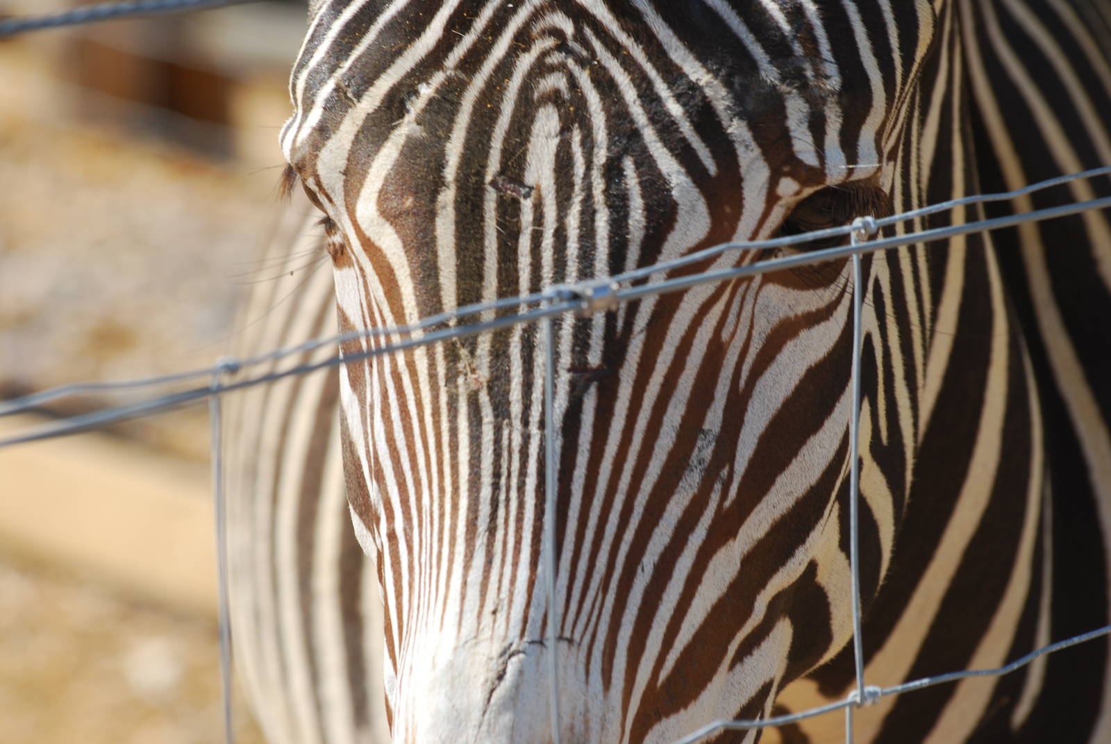 Grevy's zebra
