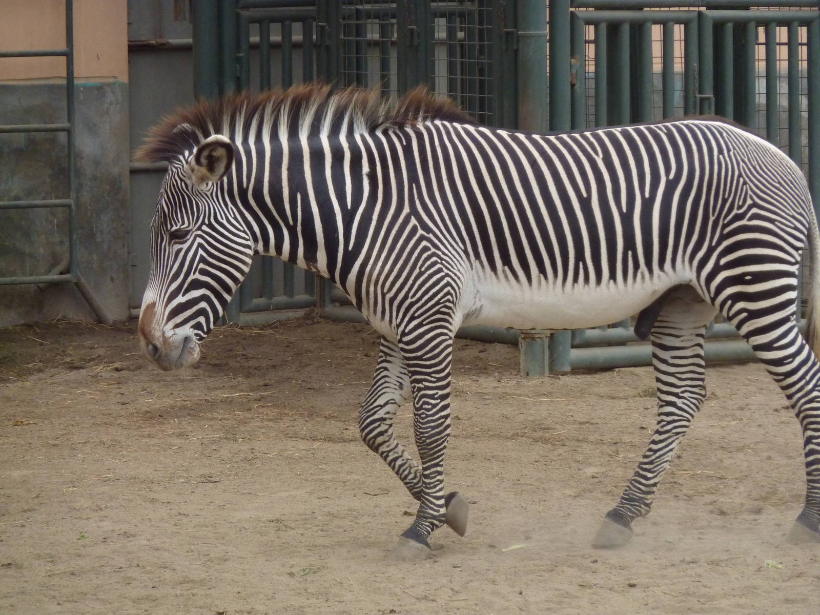 Grevy's Zebra