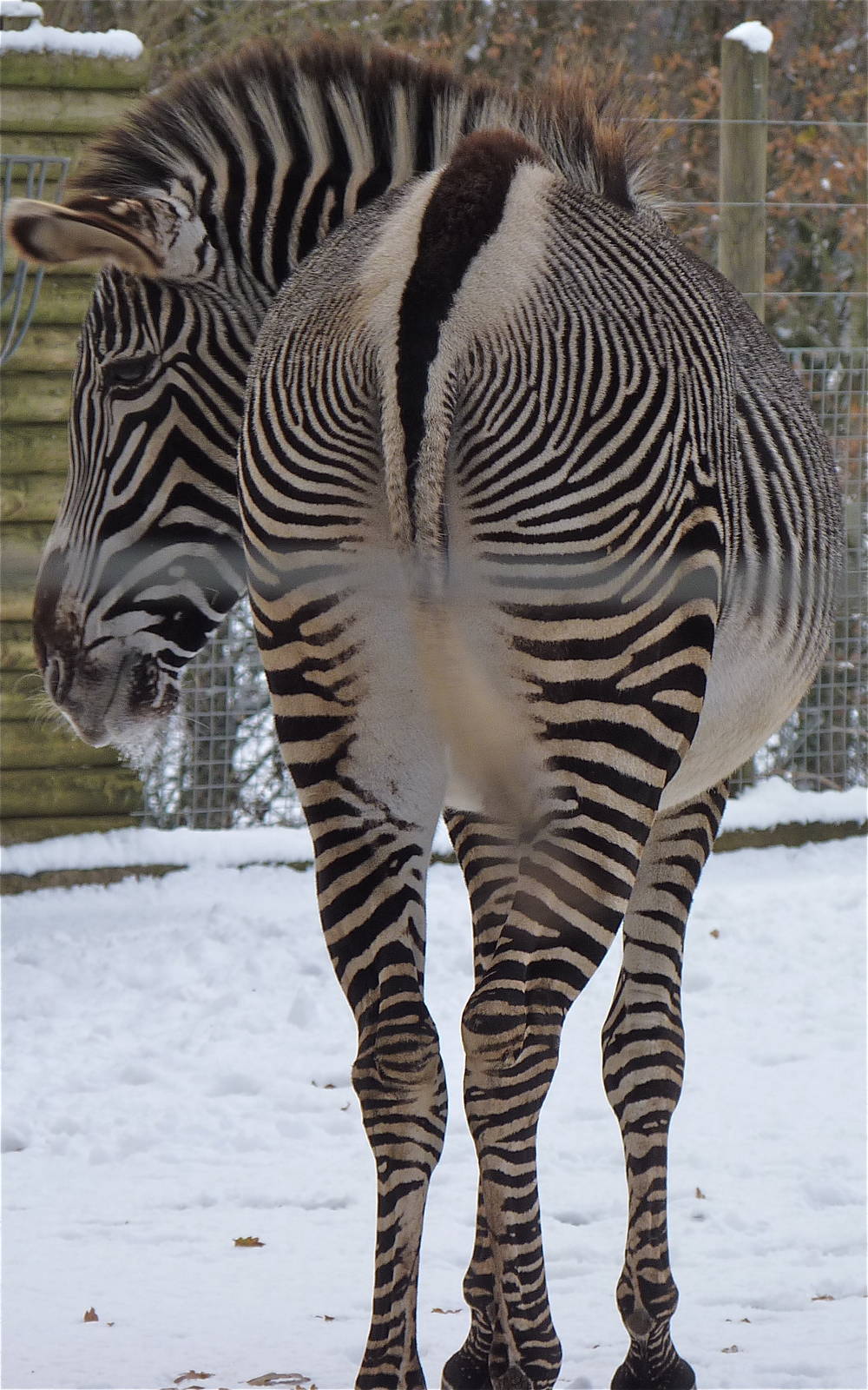 Grevys Zebra