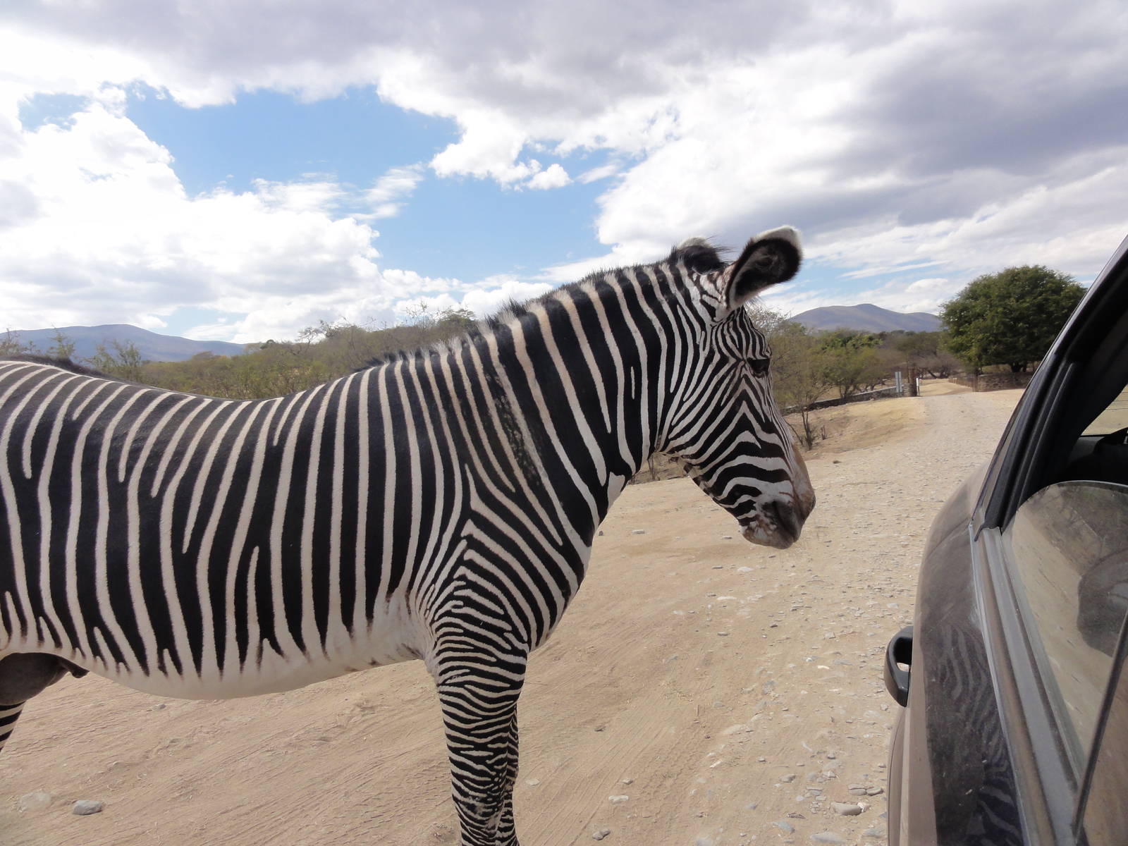 Grevy's Zebra