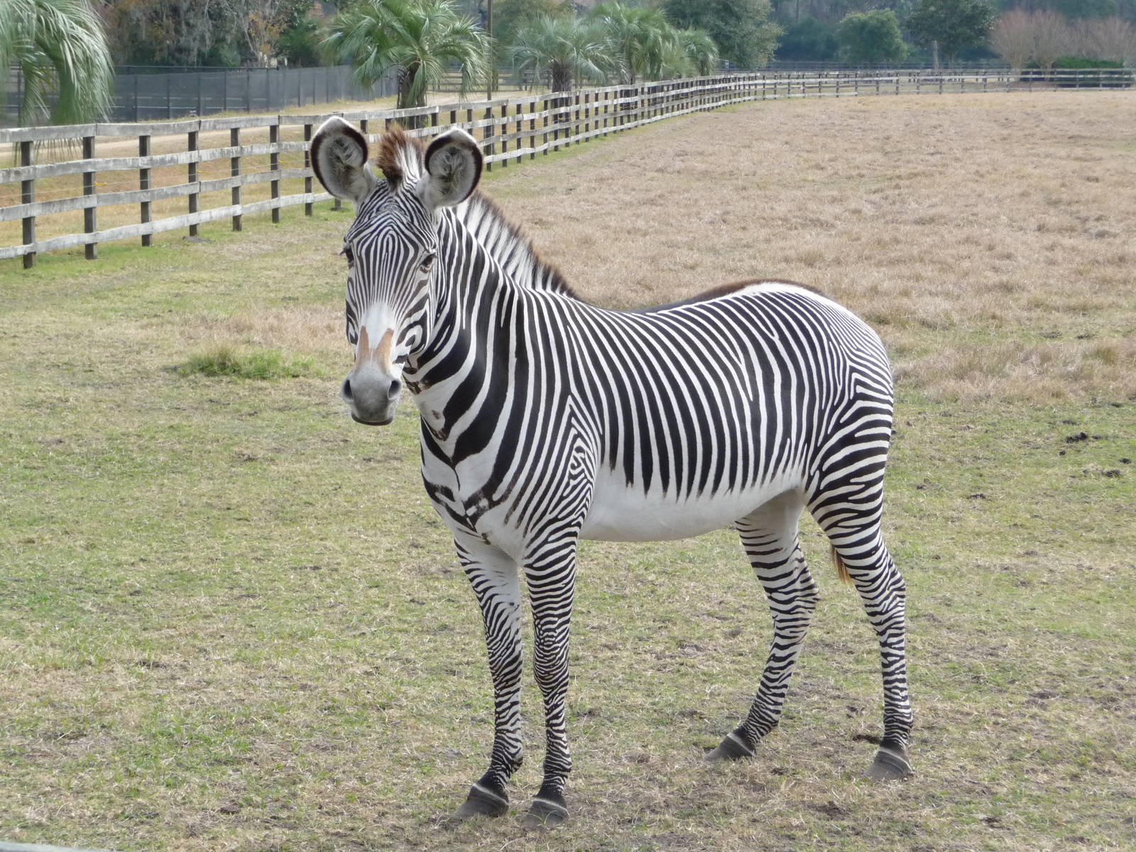 Grevy's Zebra
