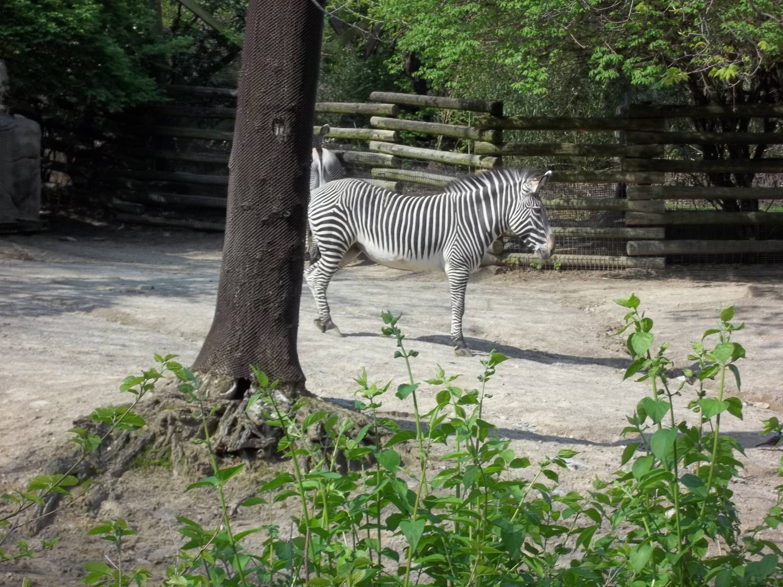 Grevy's Zebra