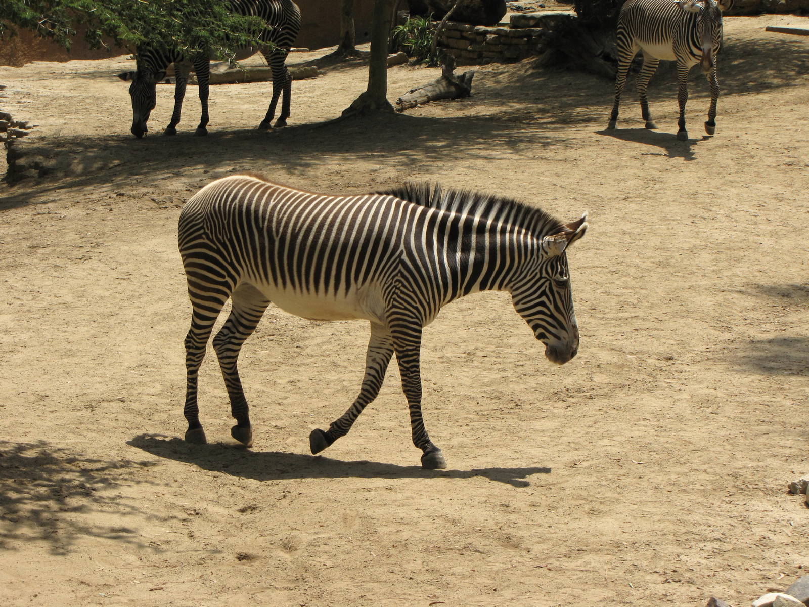 Grevys Zebra