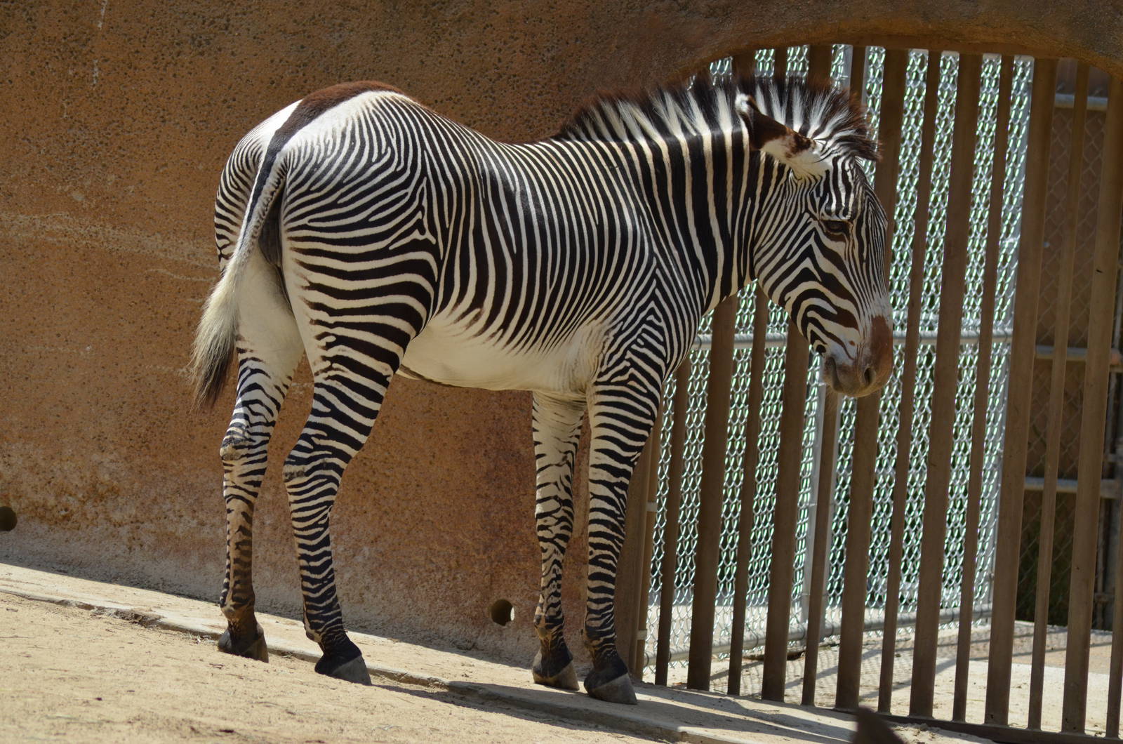 Grevys Zebra
