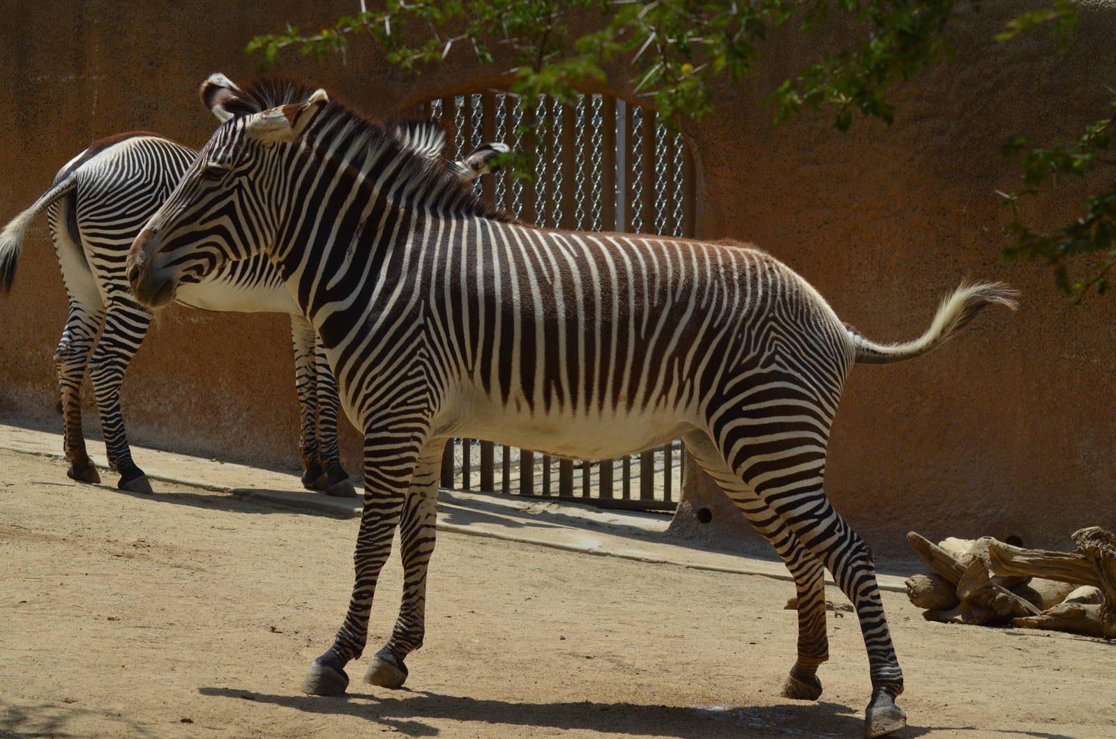 Grevys Zebra