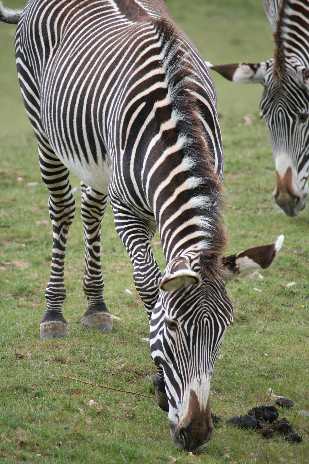 Grevy's zebra