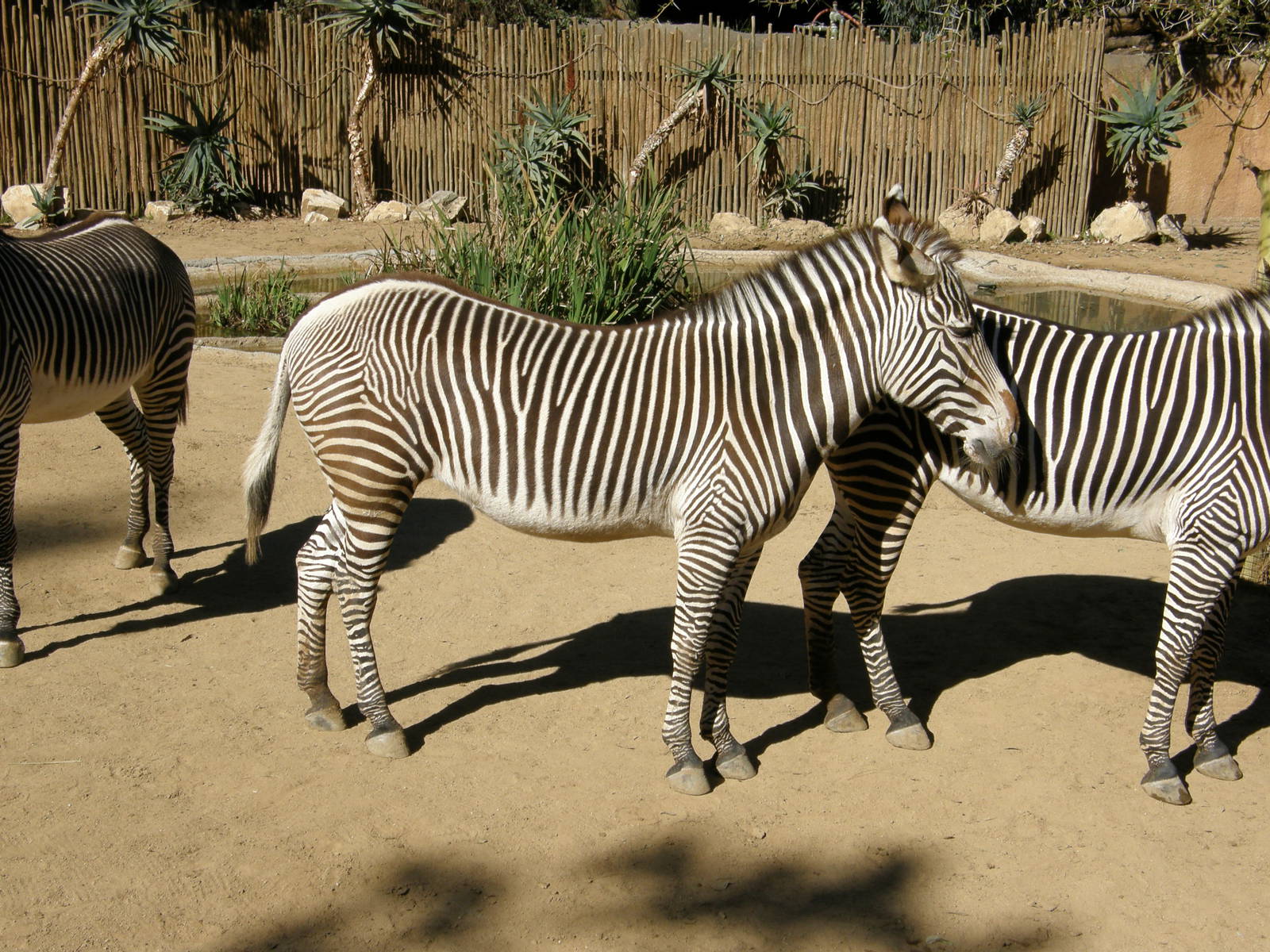 grevys zebra