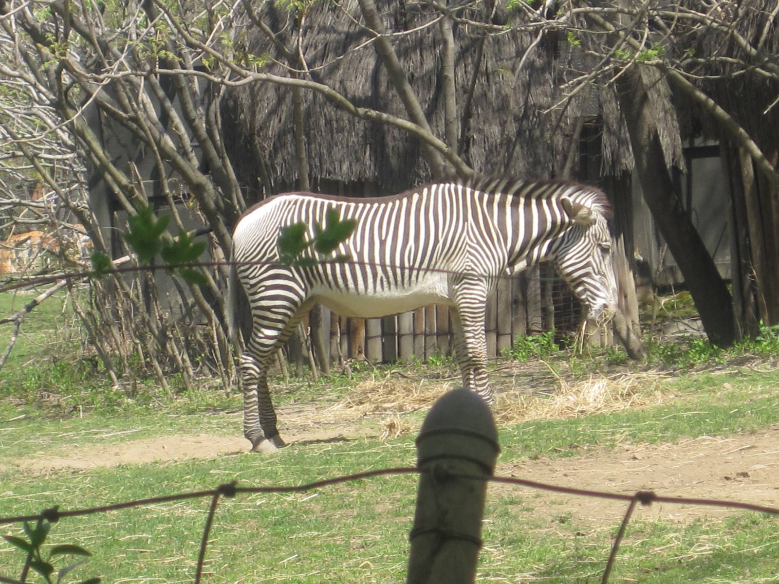 Grevy's Zebra
