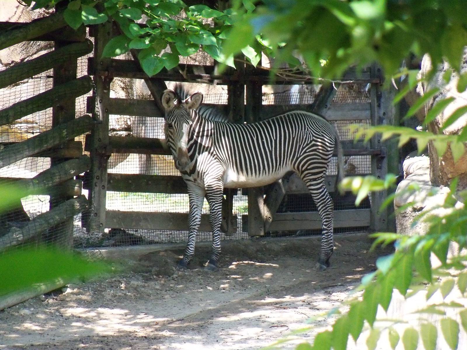 Grevy's Zebra