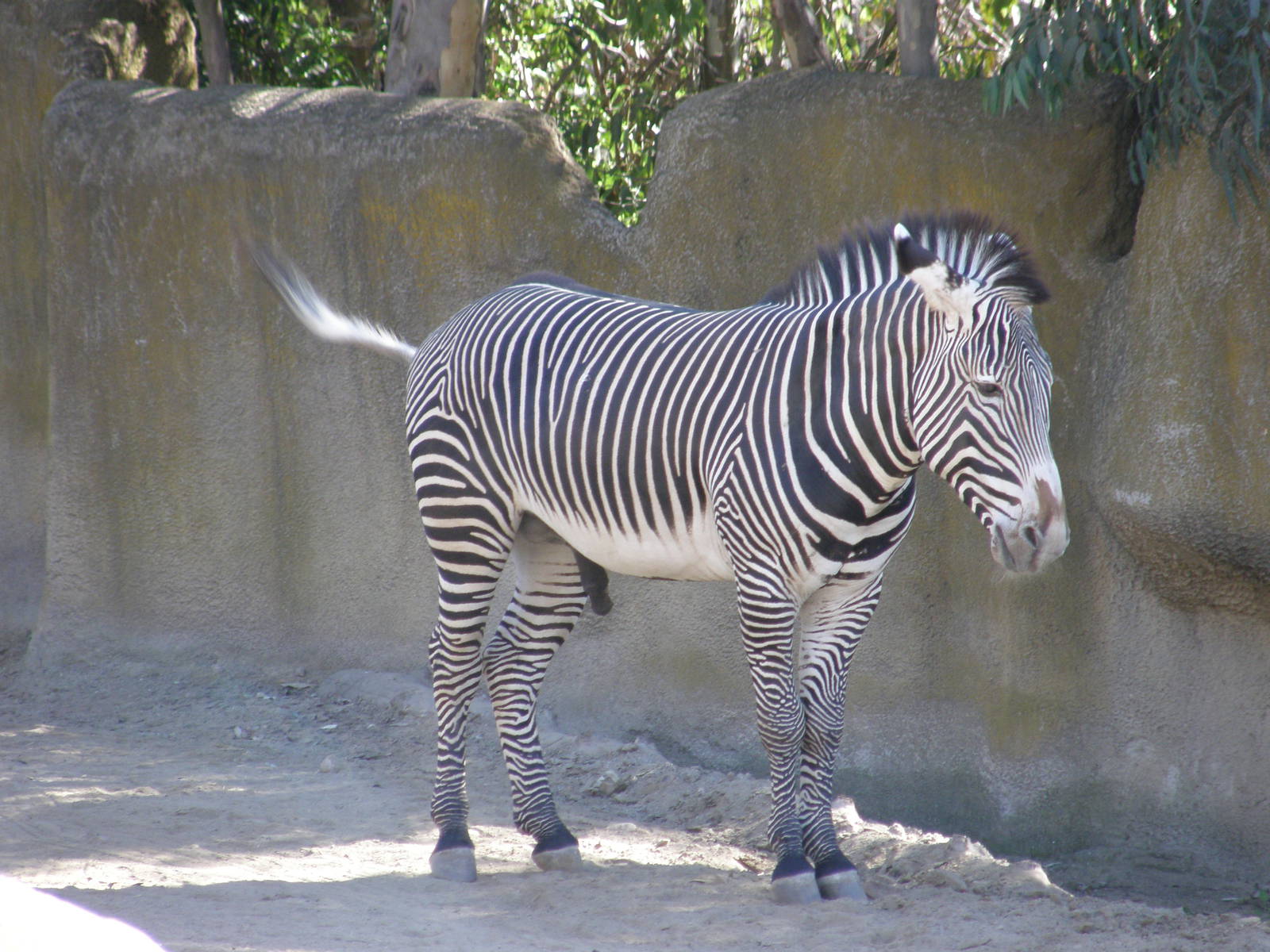 grevys zebra