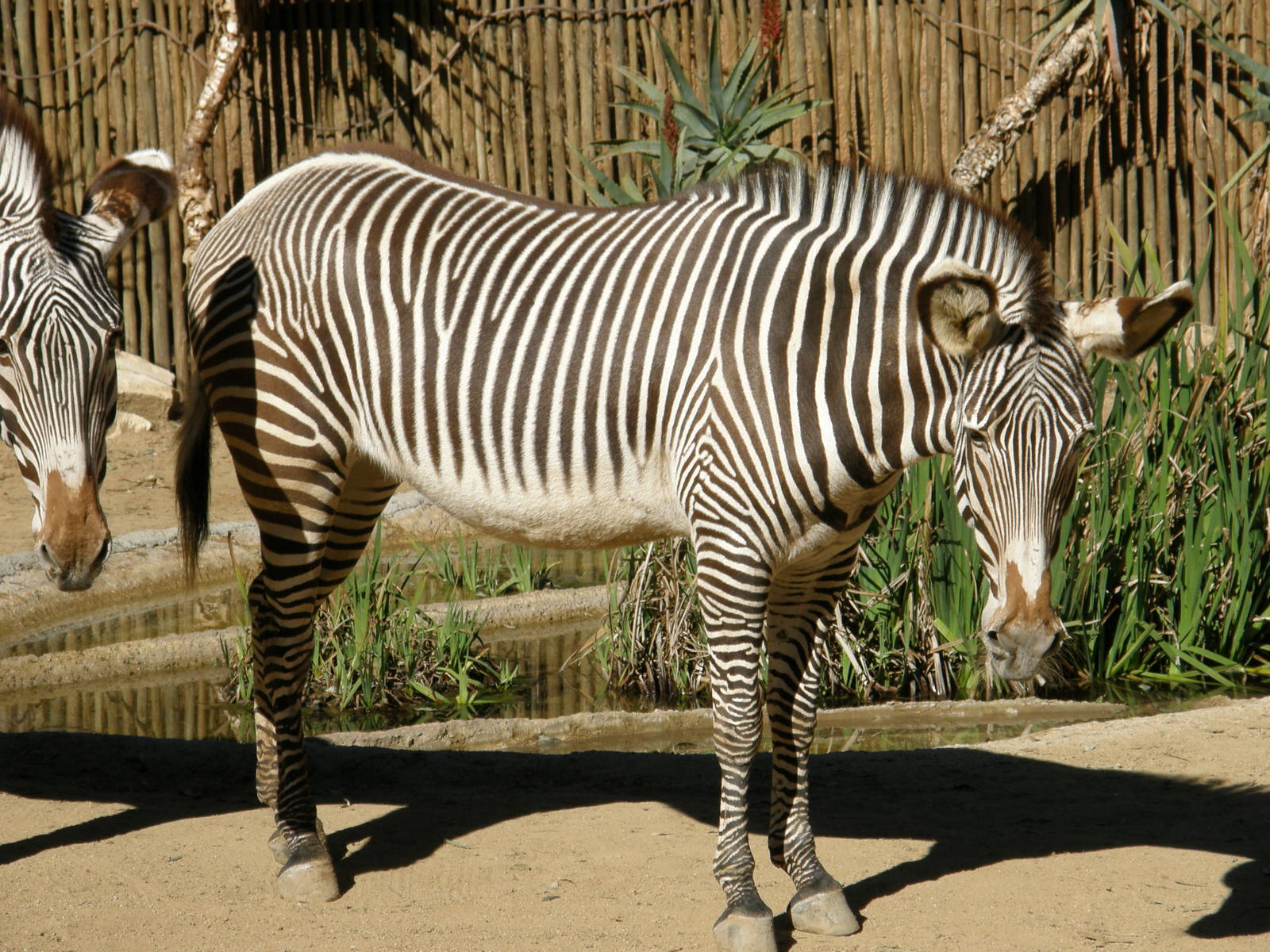 grevys zebra