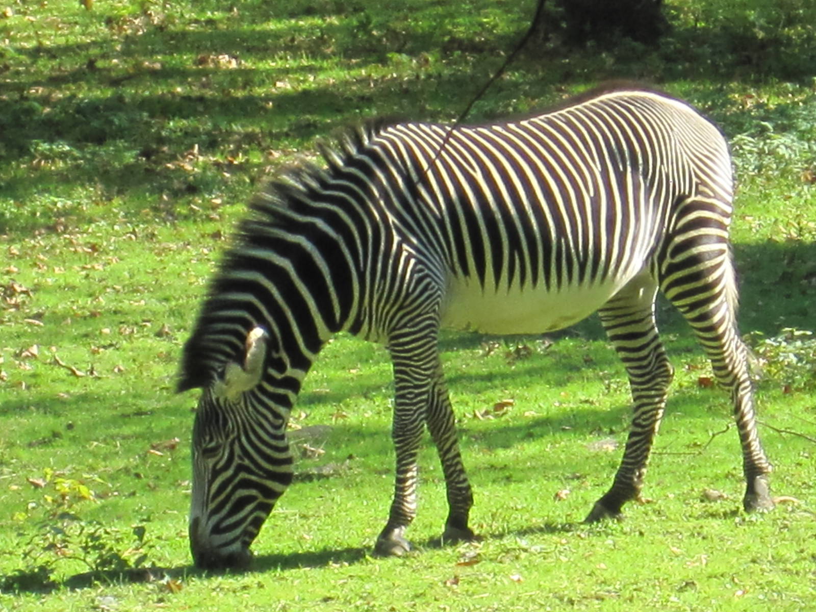 Grevys Zebra