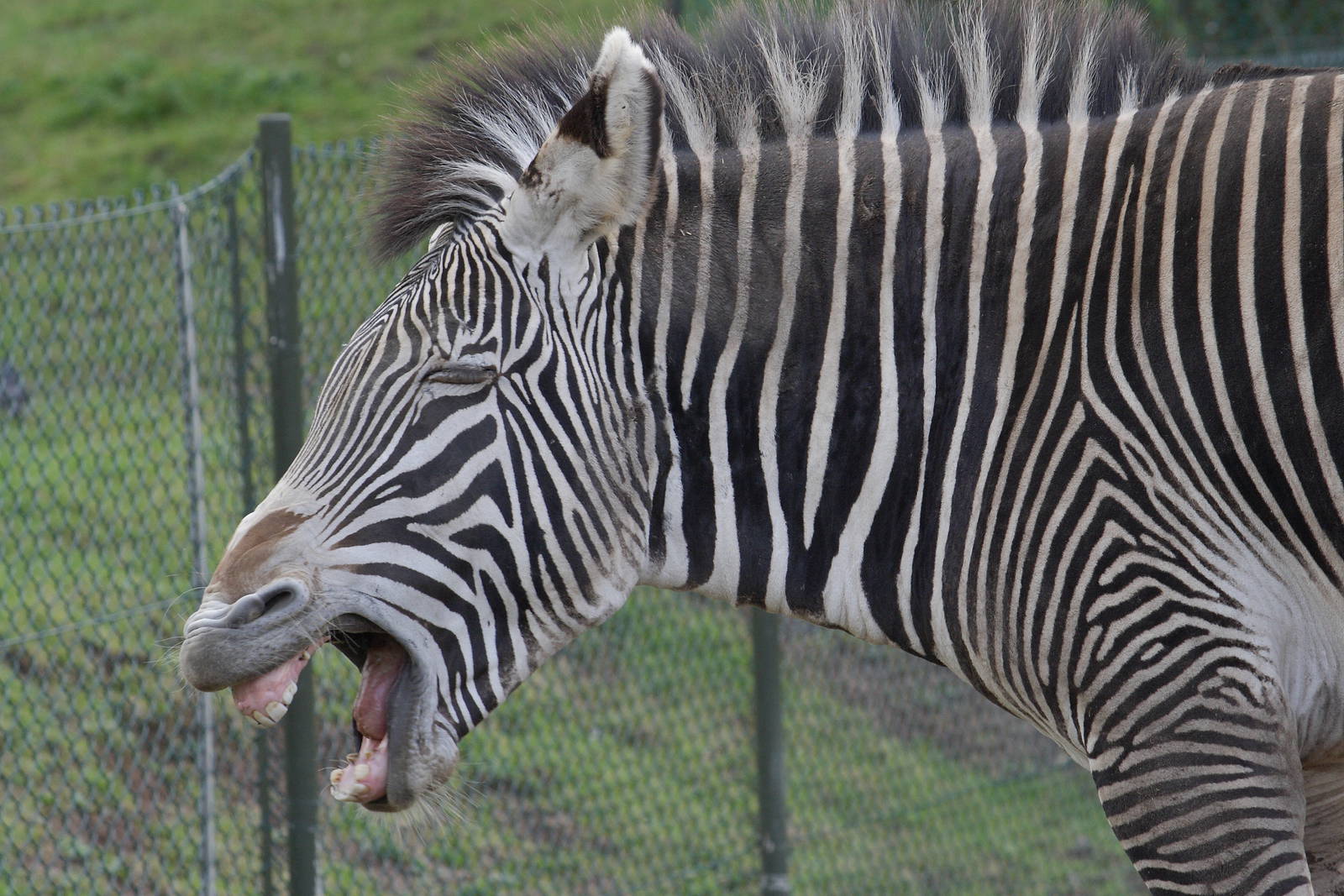 Grevy's zebra