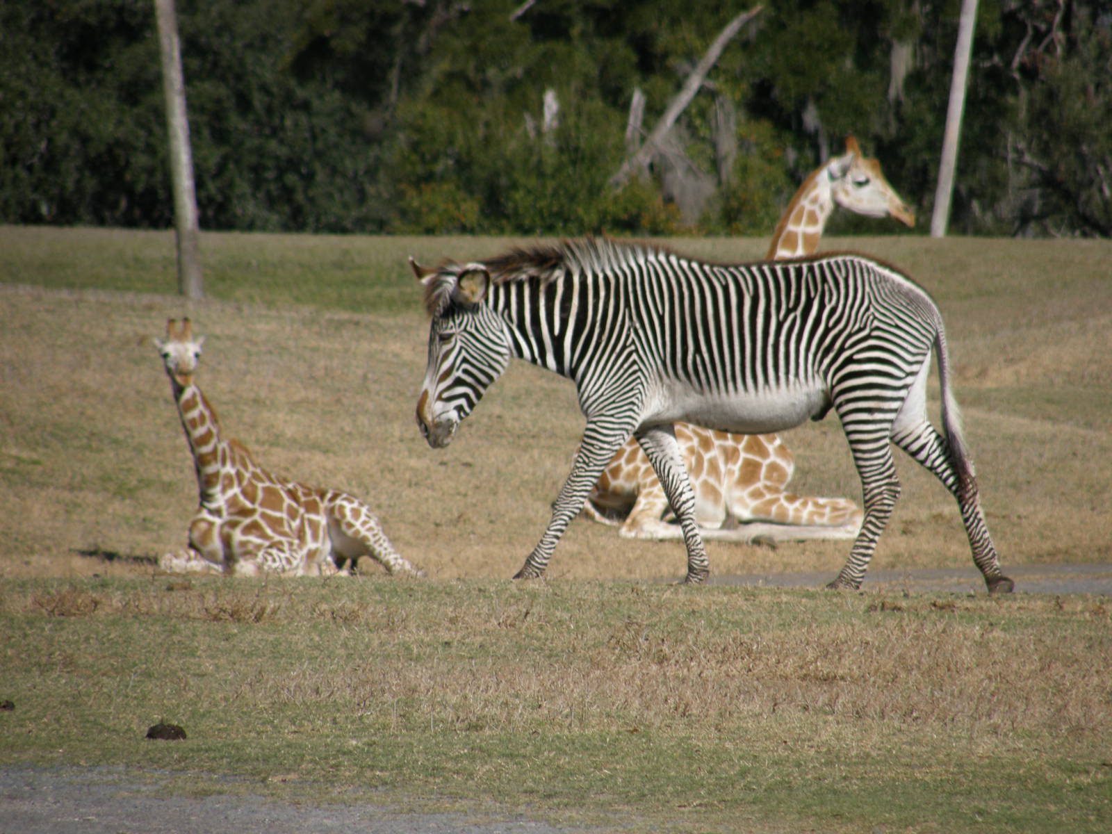 grevys zebra