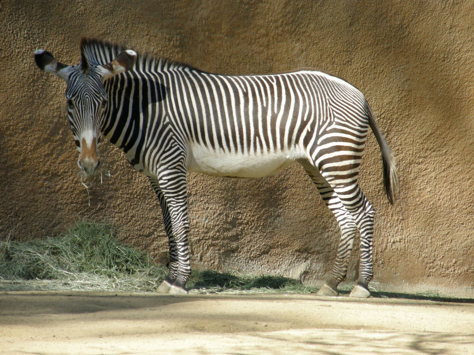 grevys zebra