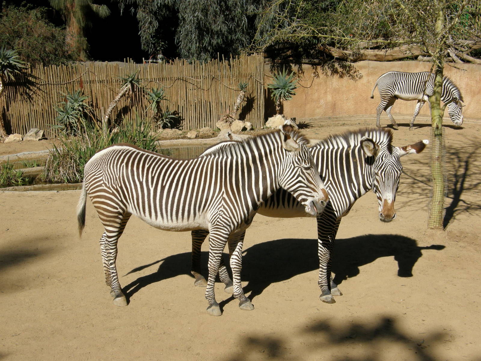 grevys zebra