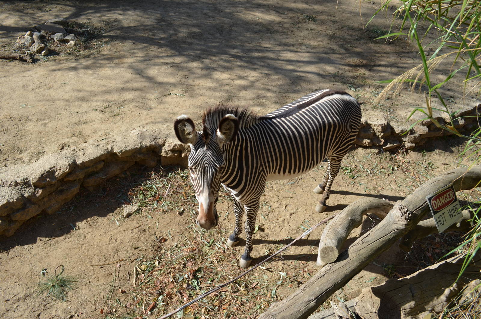 Grevy's Zebra