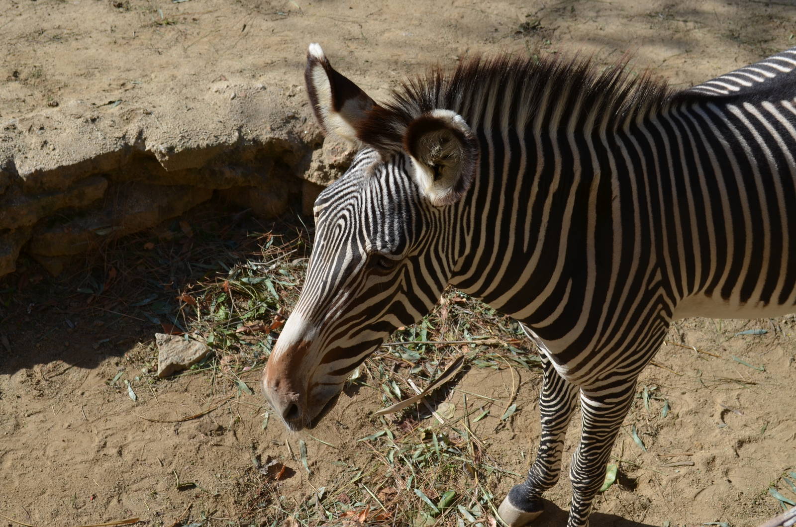Grevy's Zebra