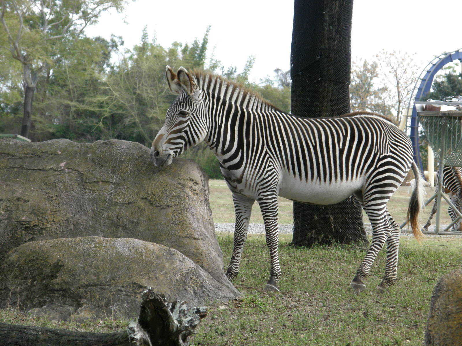 grevys zebra