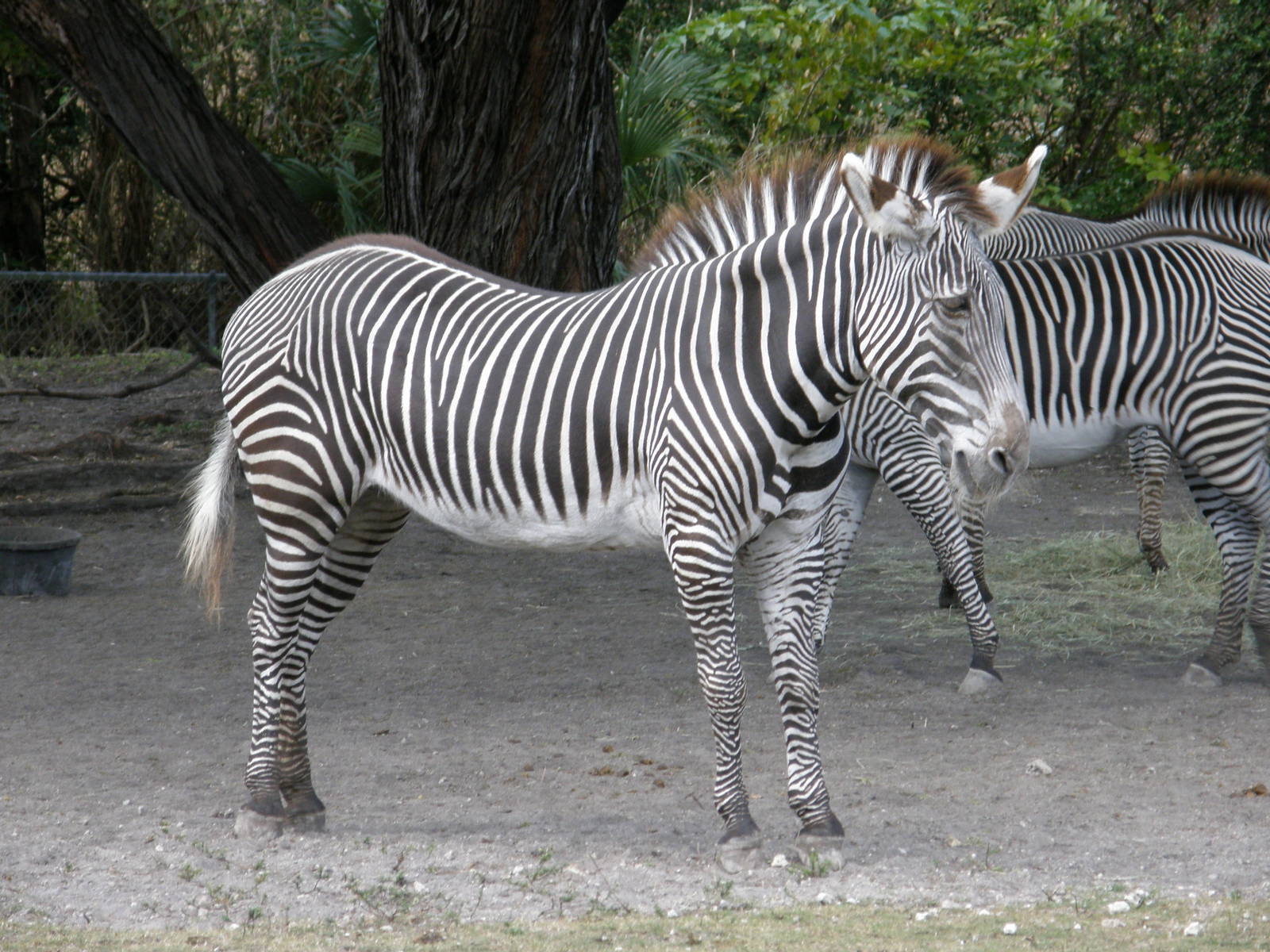 grevys zebra