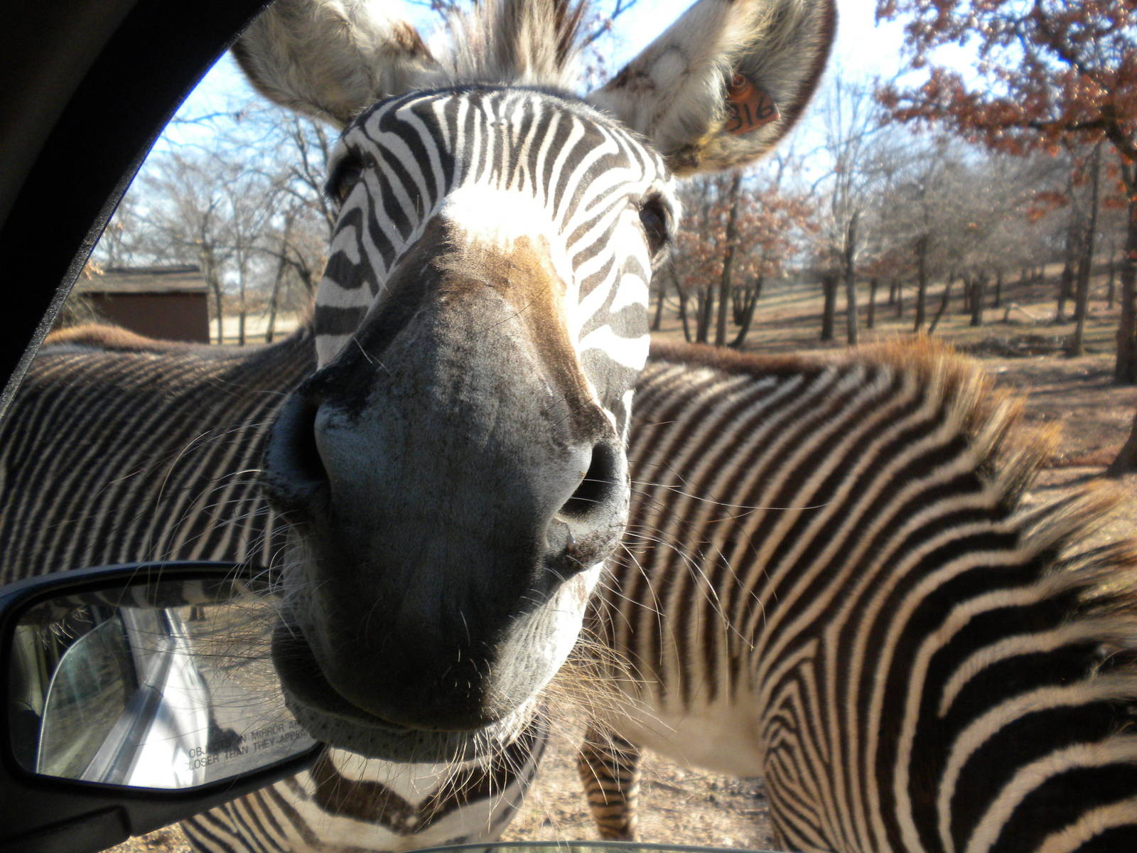 Grevy's Zebra