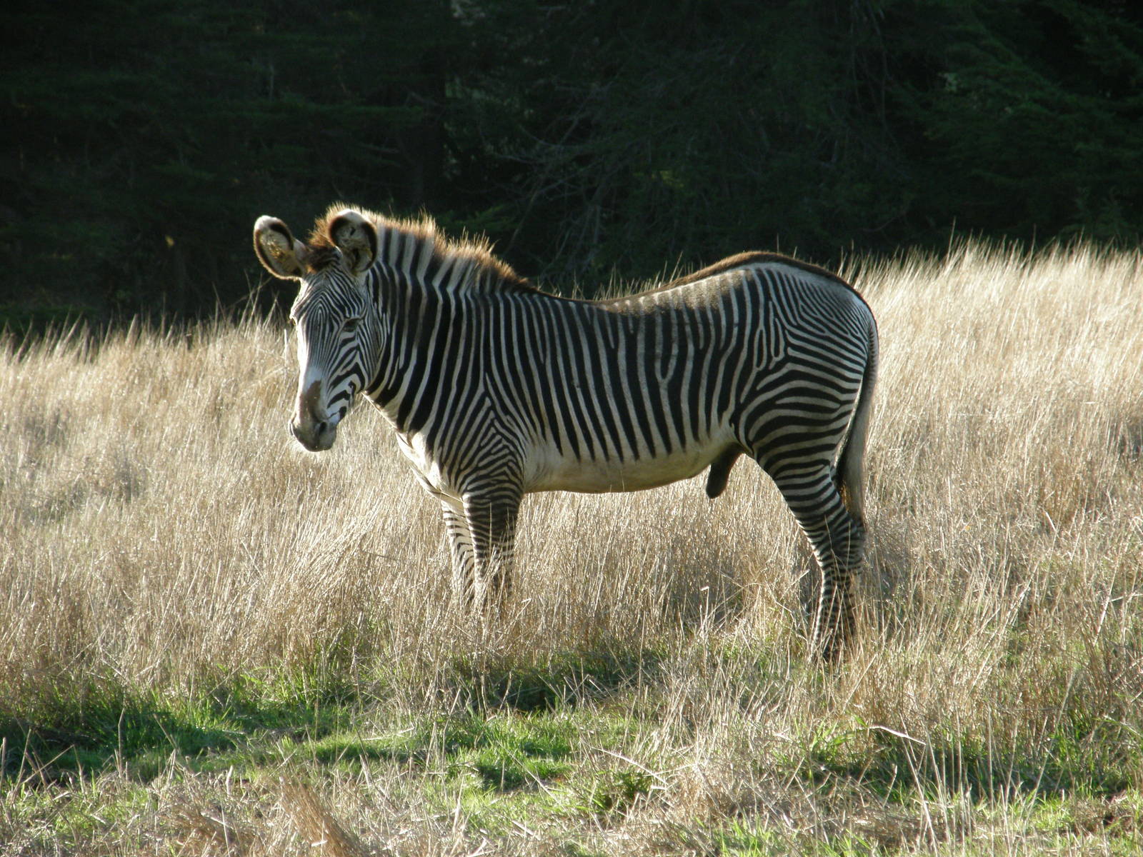 grevys zebra