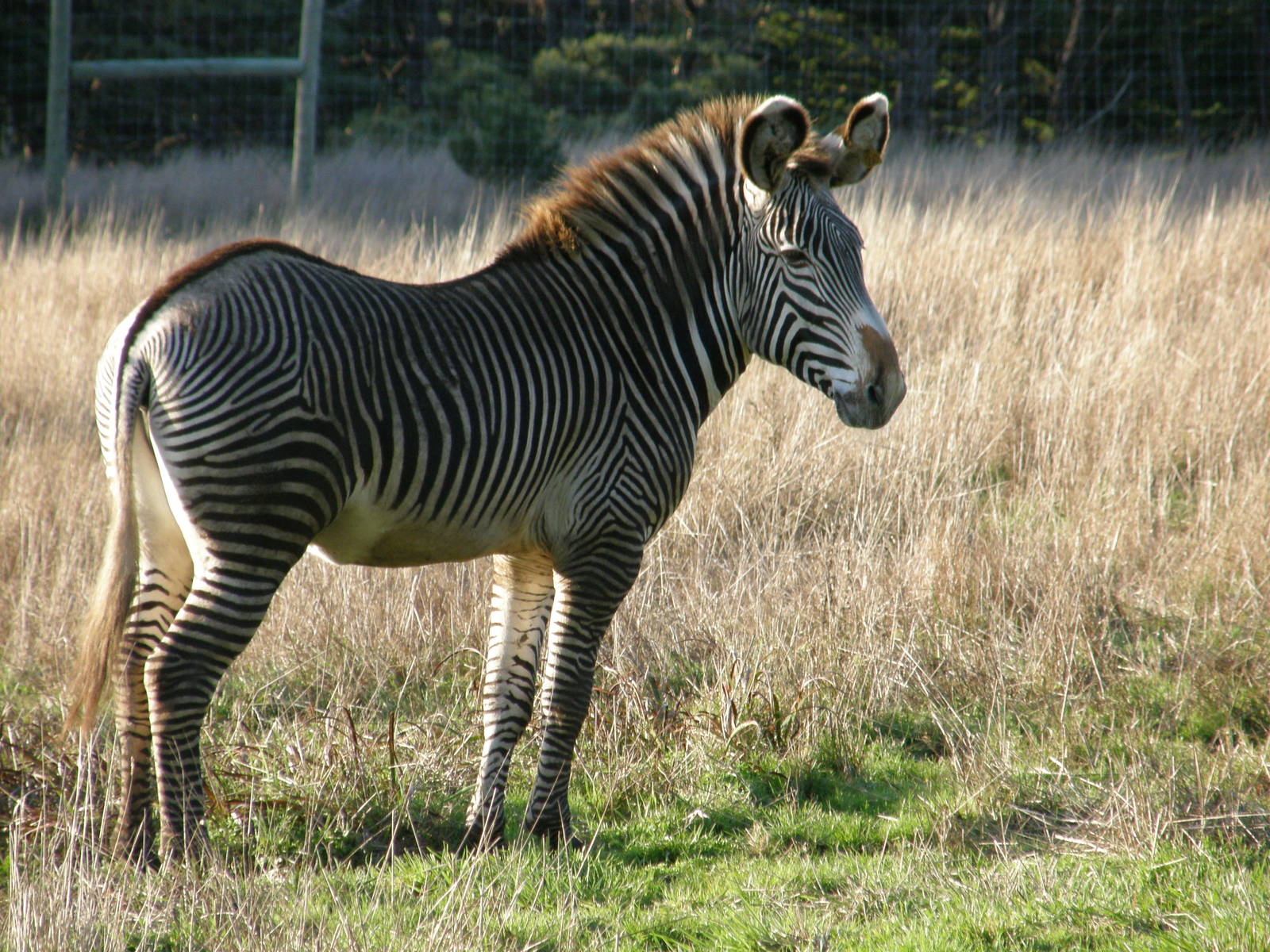 grevys zebra