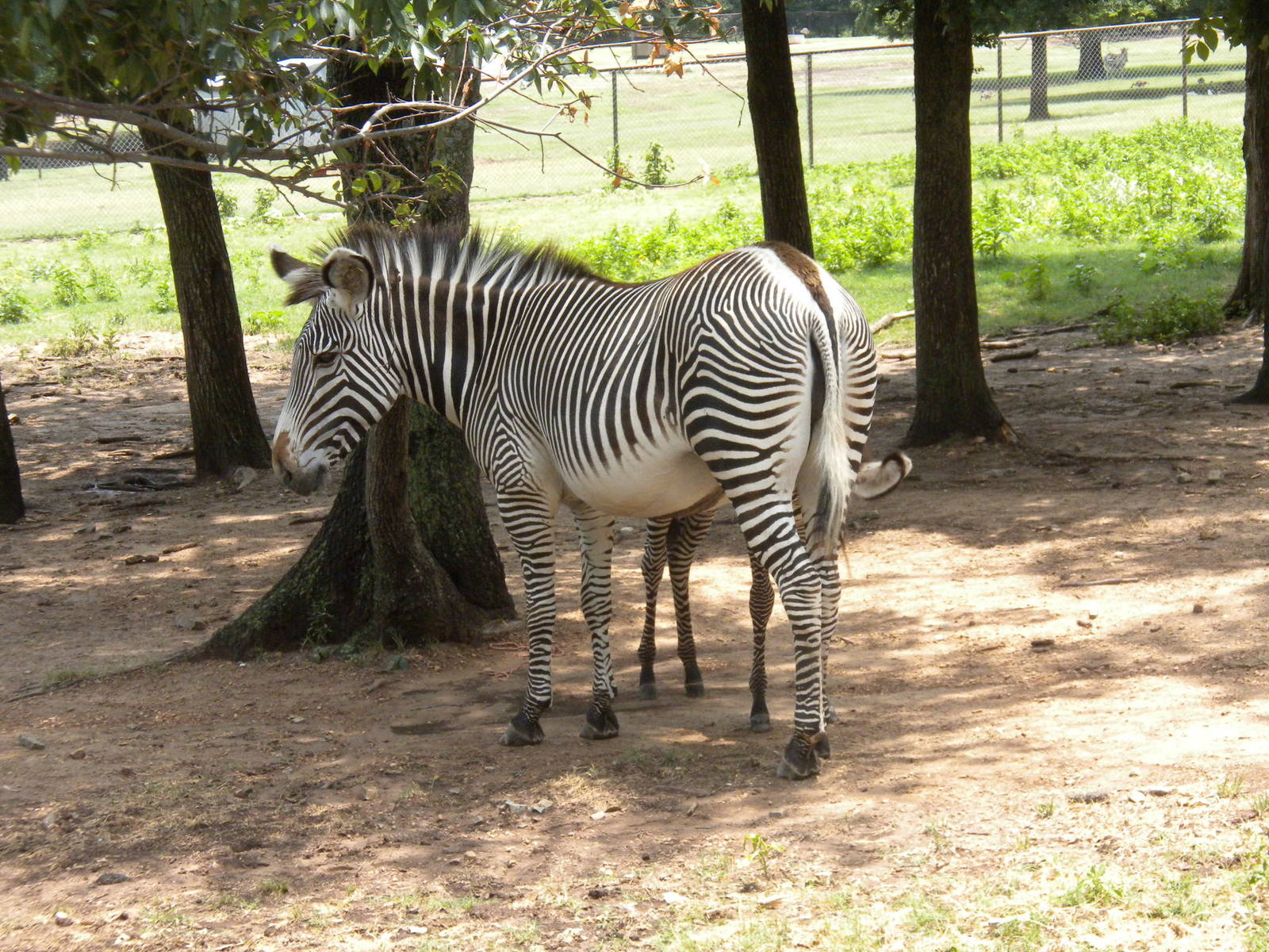 Grevy's Zebra