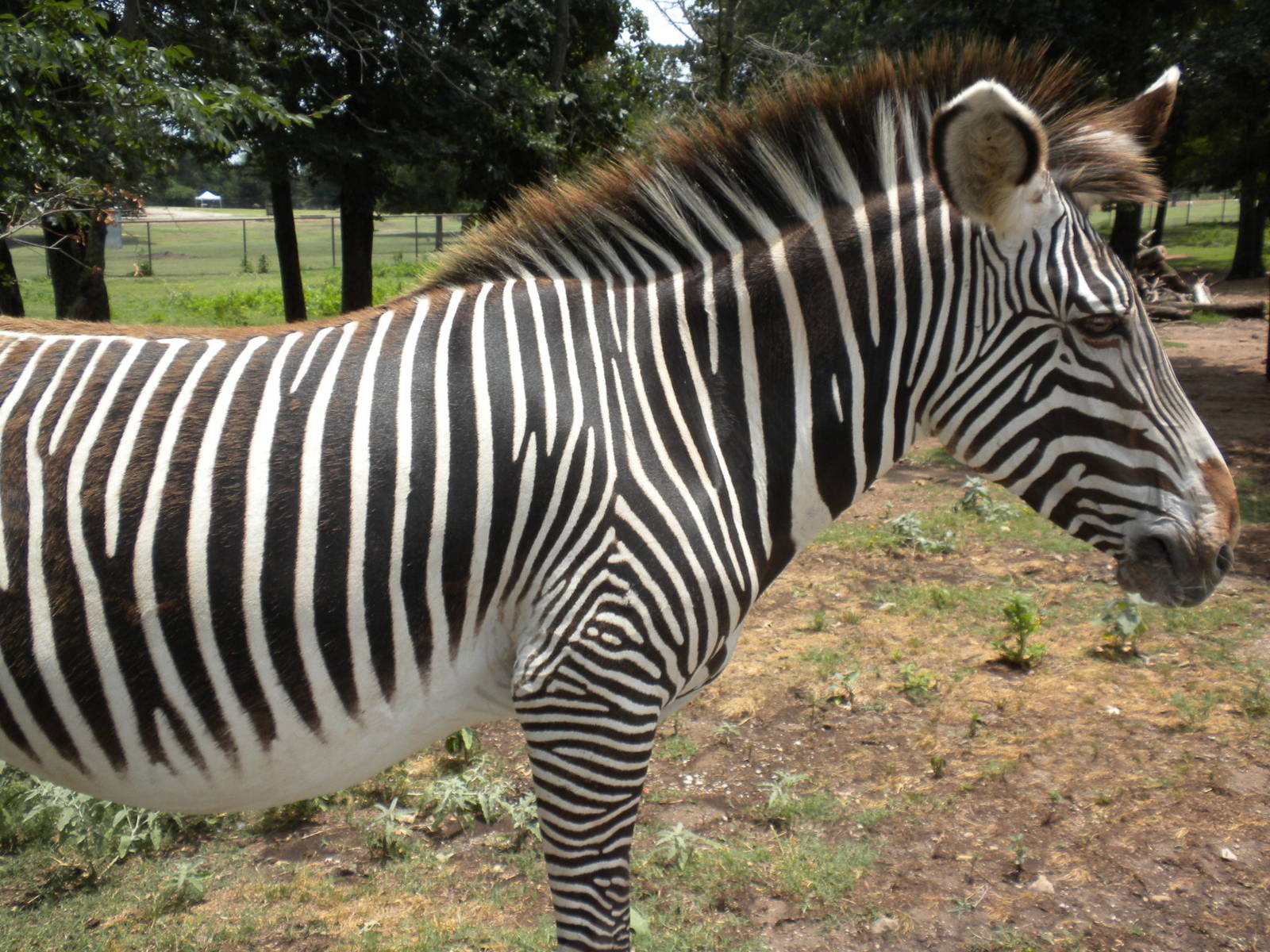 Grevy's Zebra
