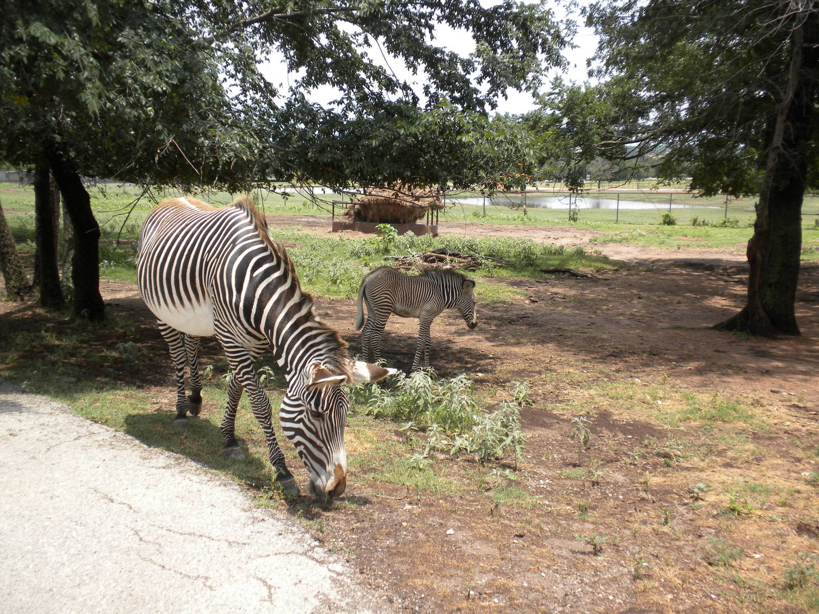 Grevy's Zebra