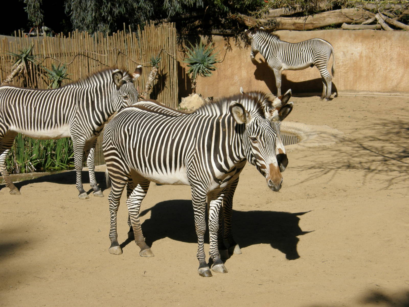 grevys zebra