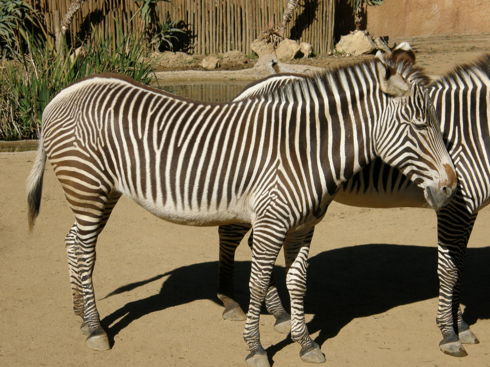 grevys zebra