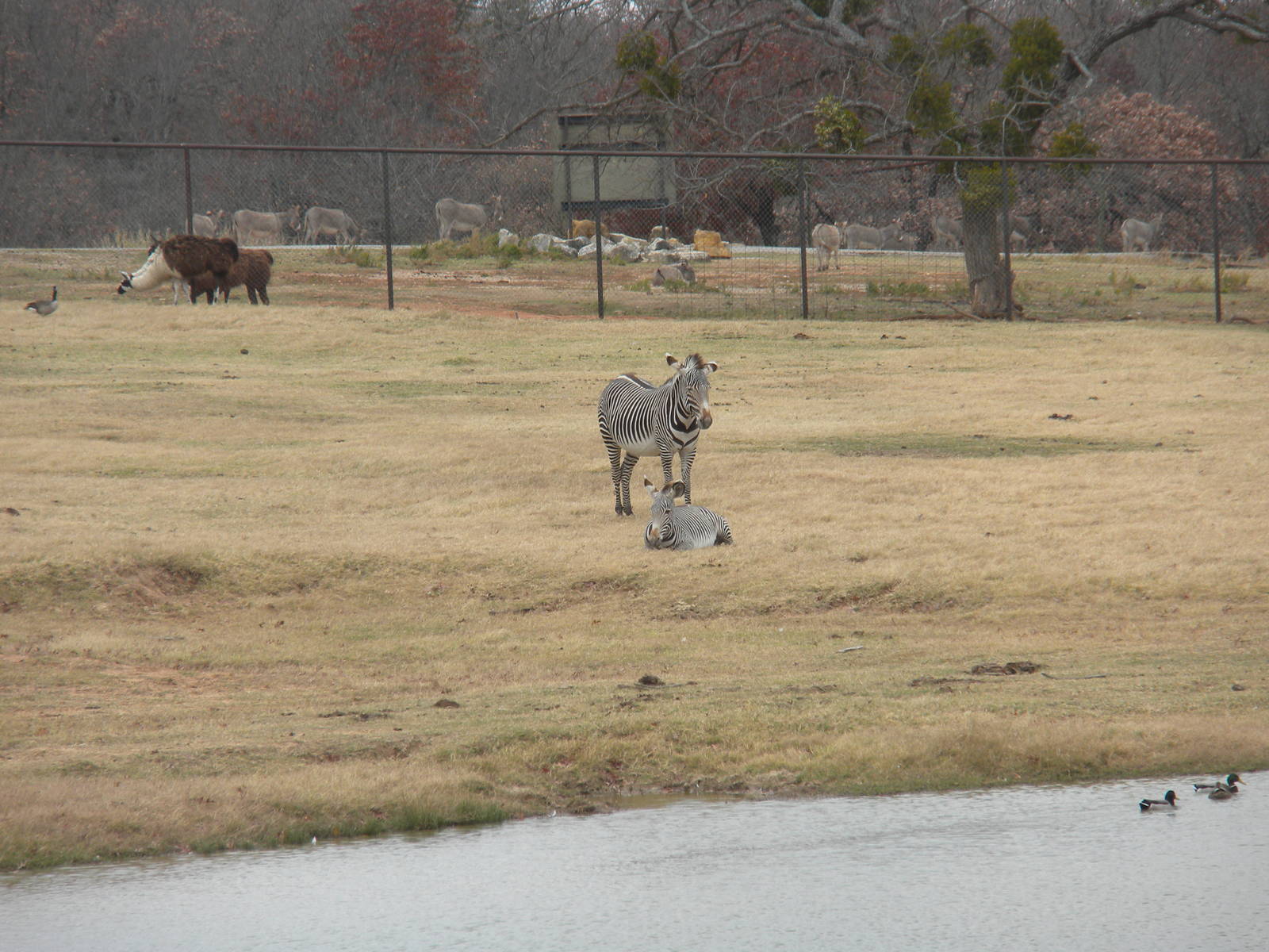 Grevy's Zebra