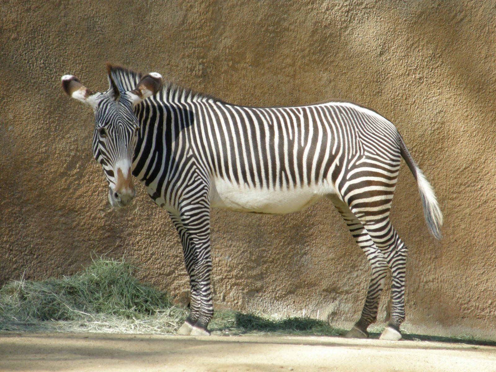 grevys zebra