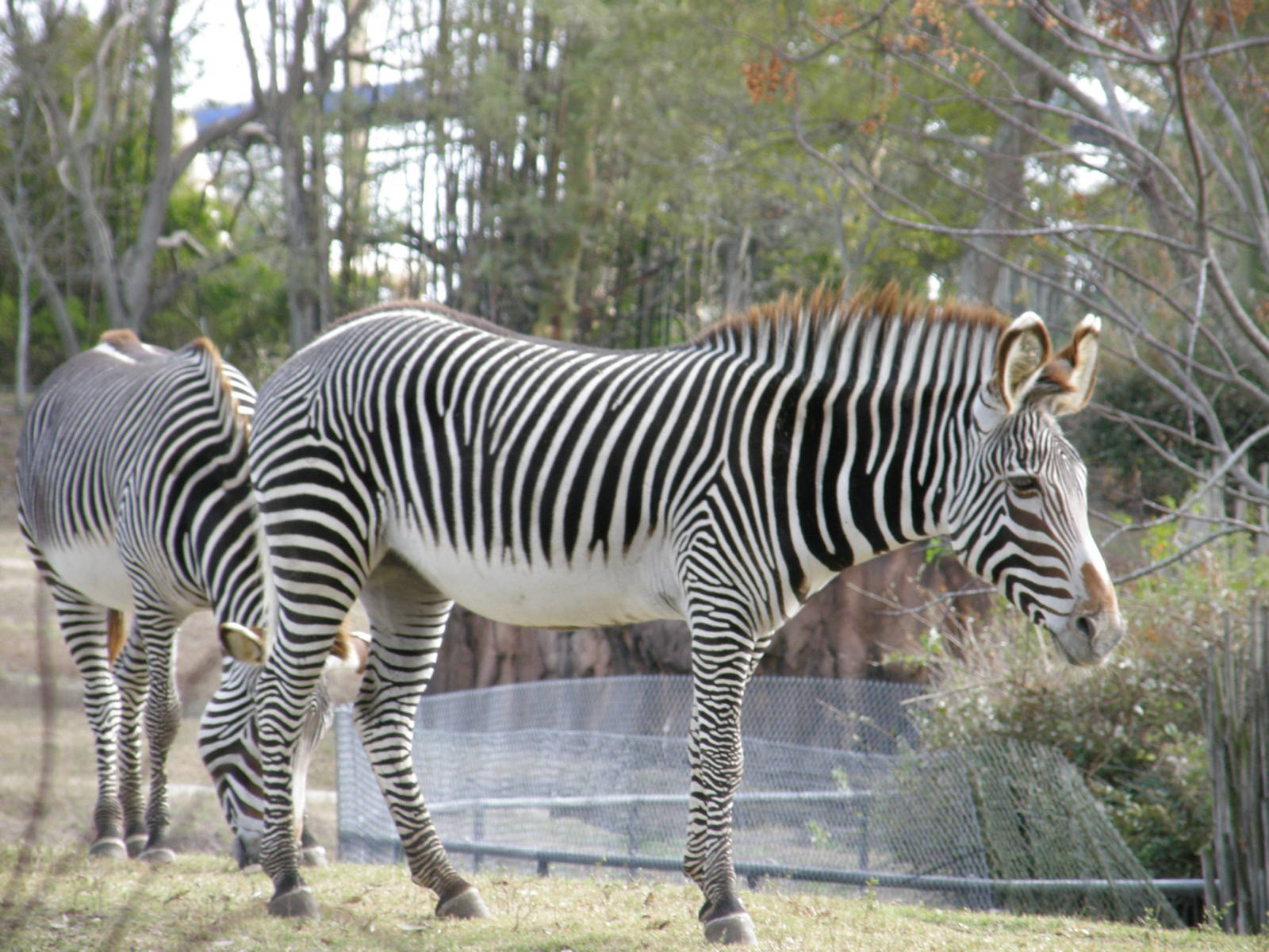 grevys zebra