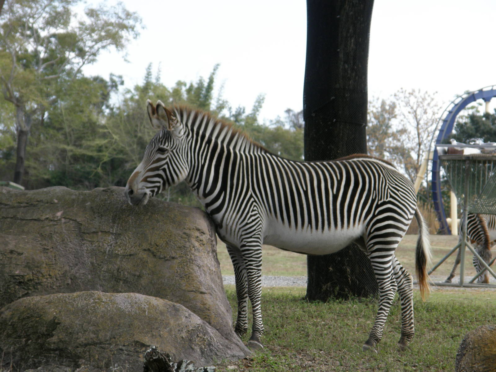 grevys zebra