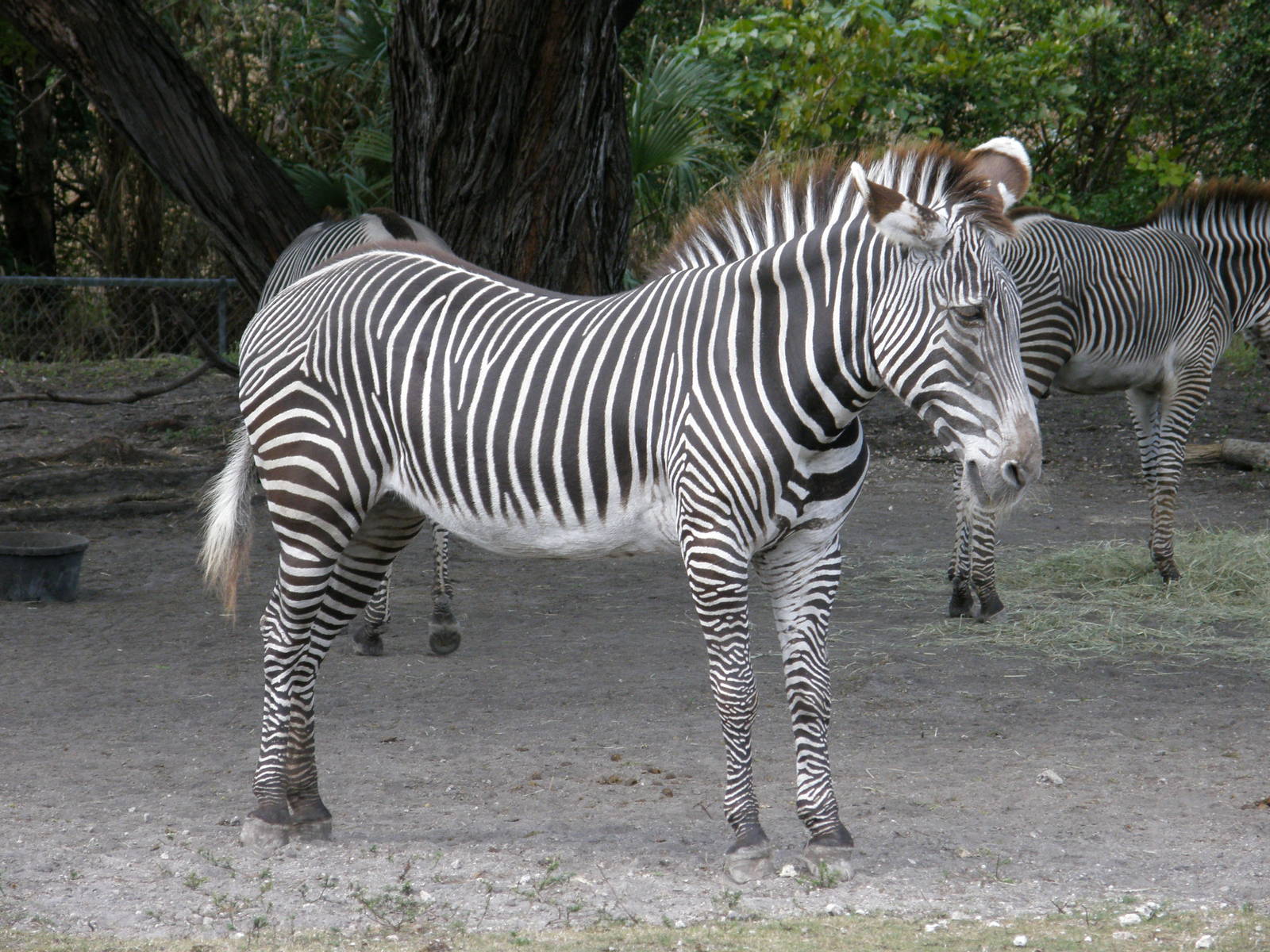 grevys zebra