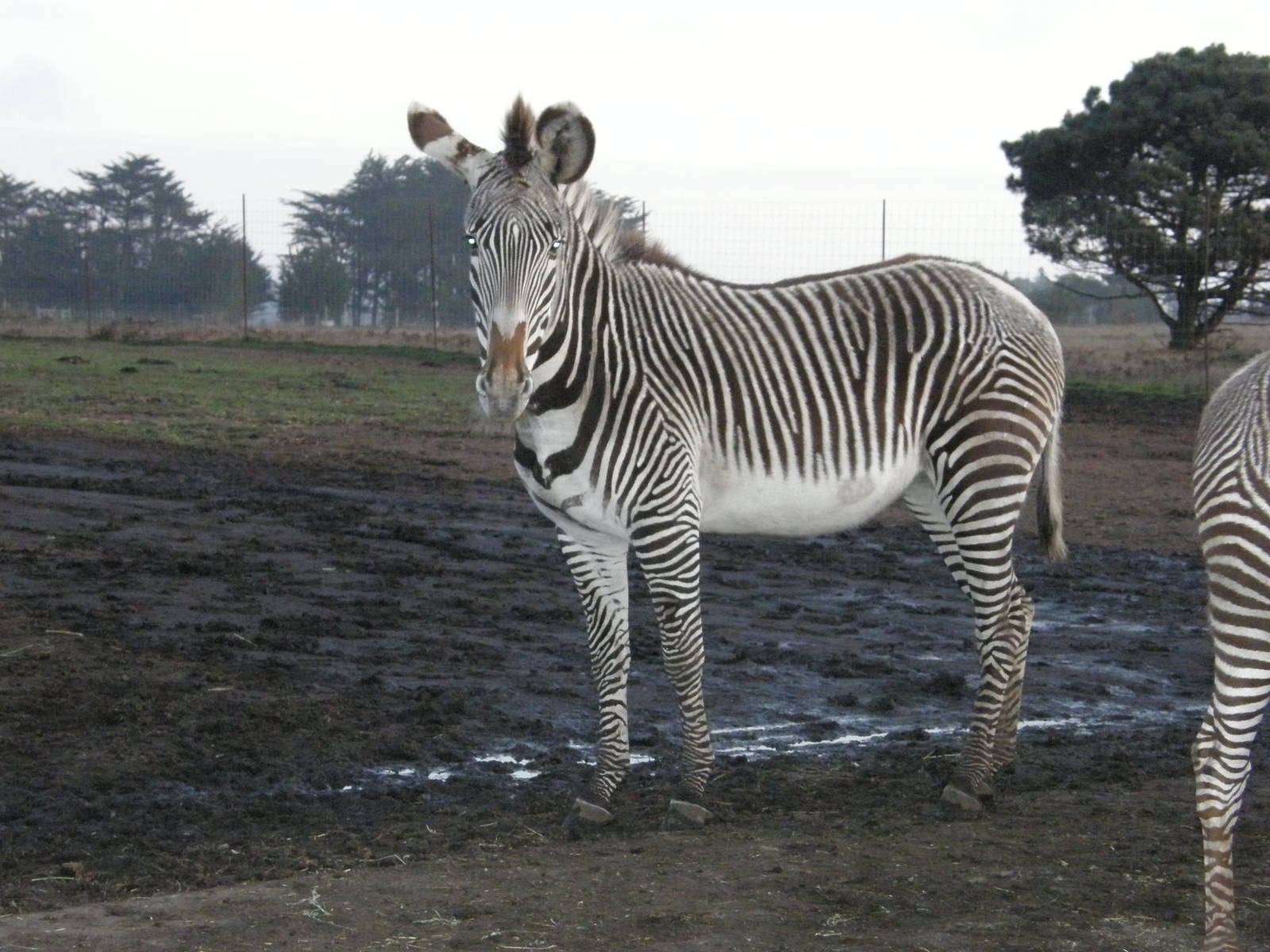 grevys zebra