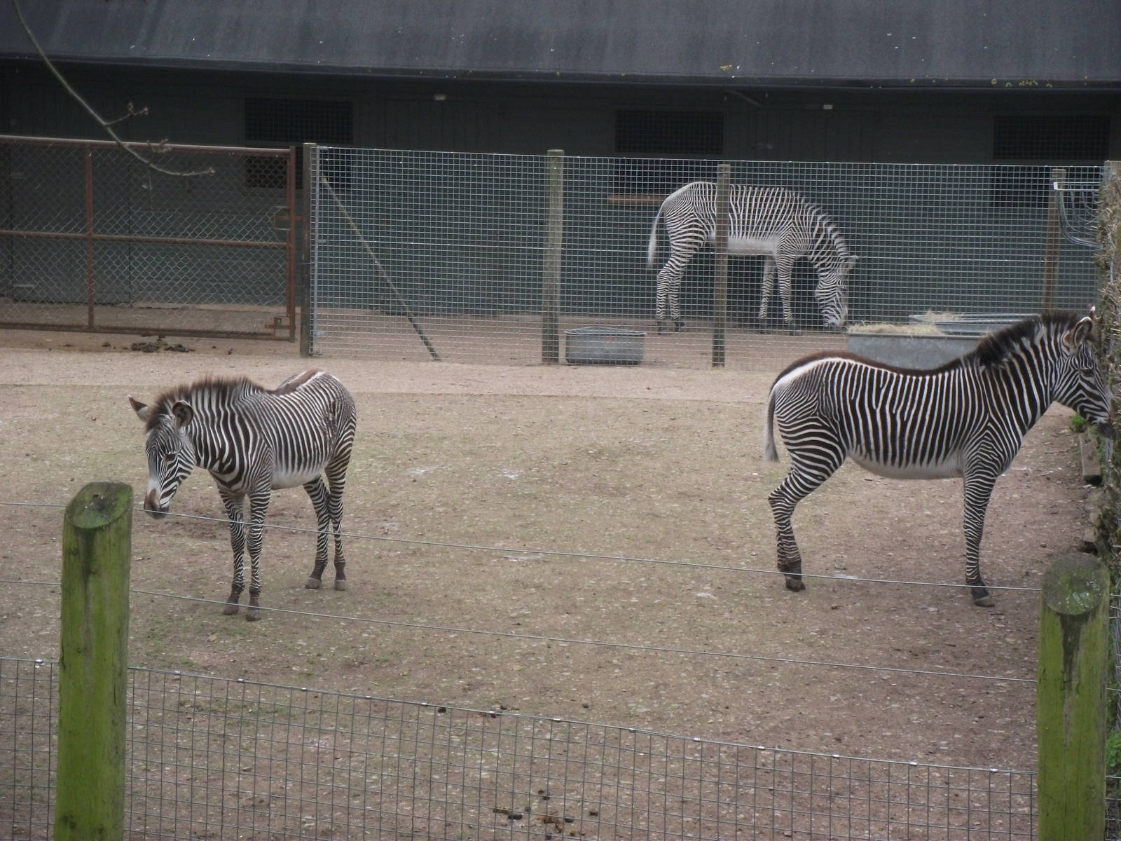 grevys zebra