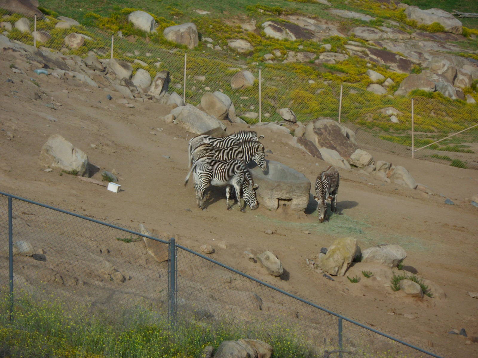 Grevy's Zebra