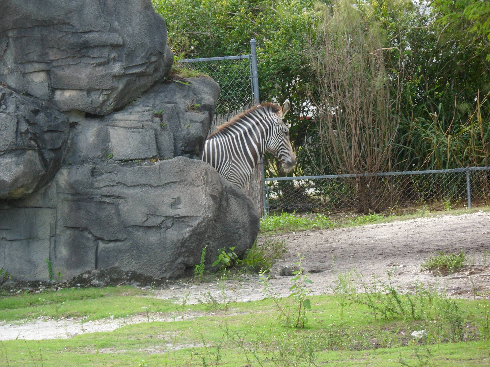 Grevy's Zebra