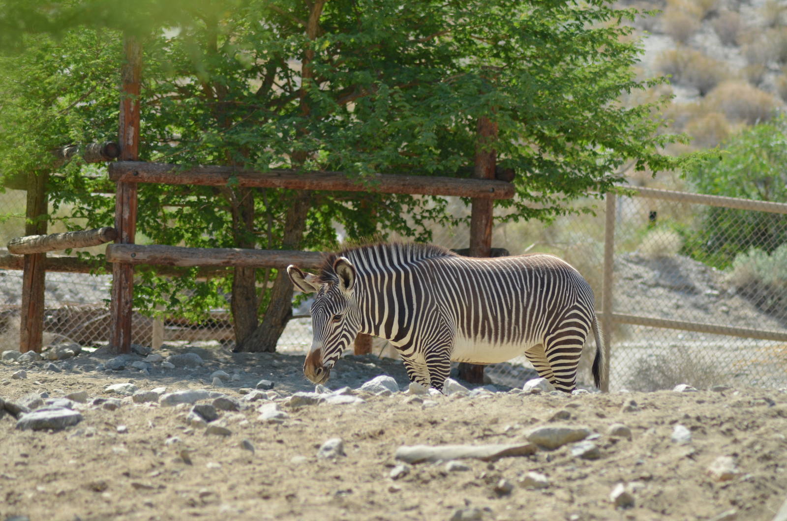 Grevy's Zebra