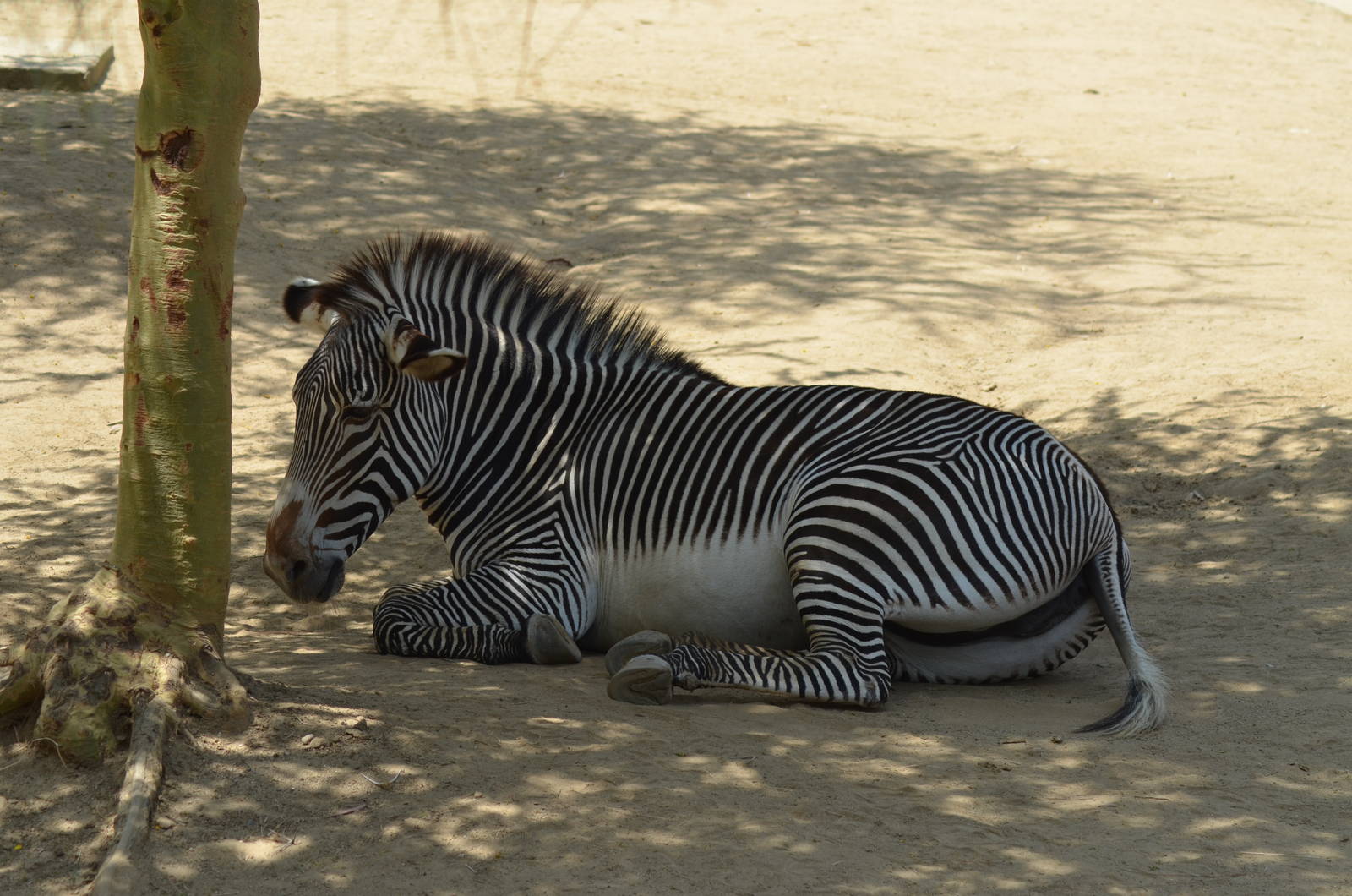 Grevy's Zebra