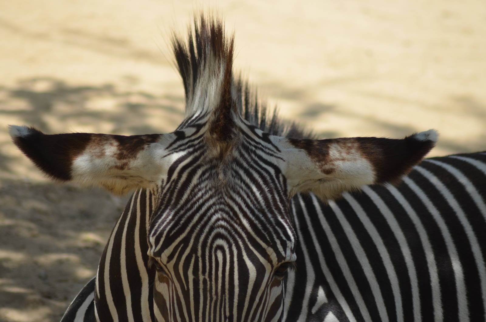 Grevy's Zebra