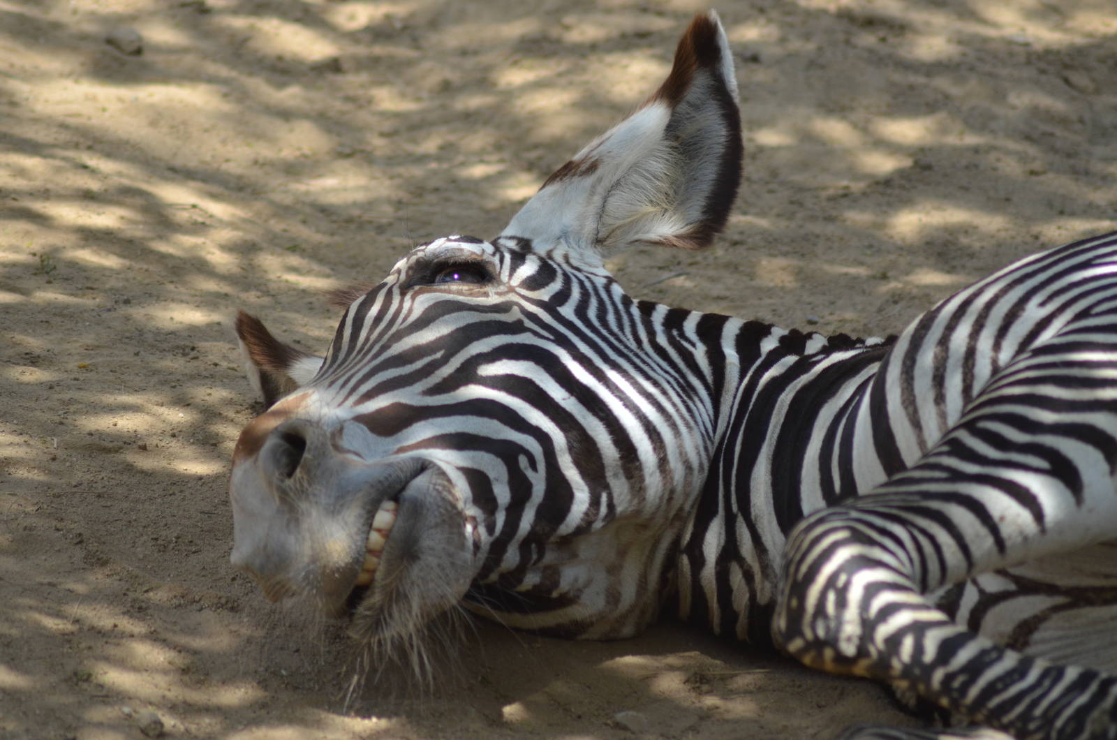 Grevy's Zebra