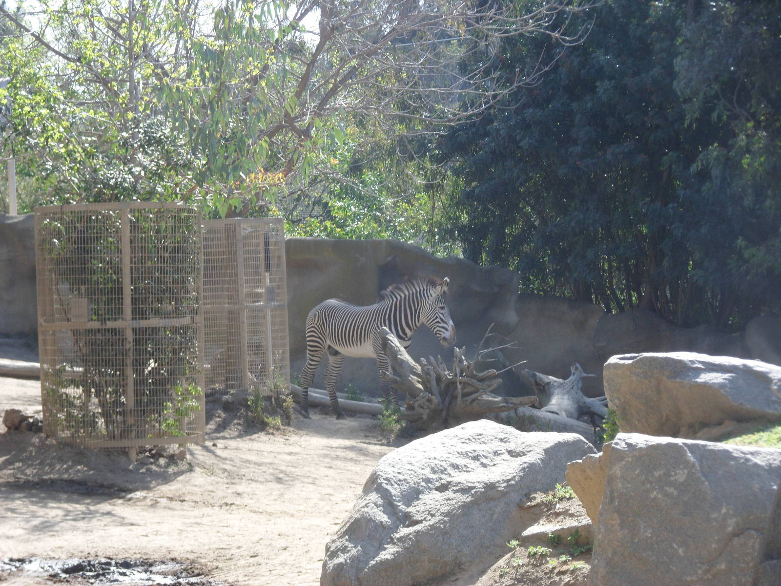 Grevy's Zebra