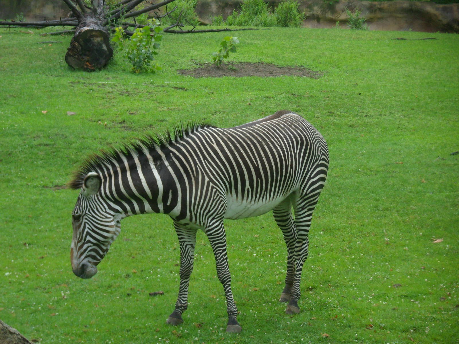 Grevy's Zebra