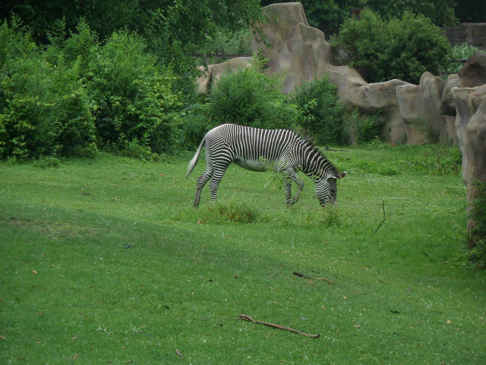 Grevy's Zebra