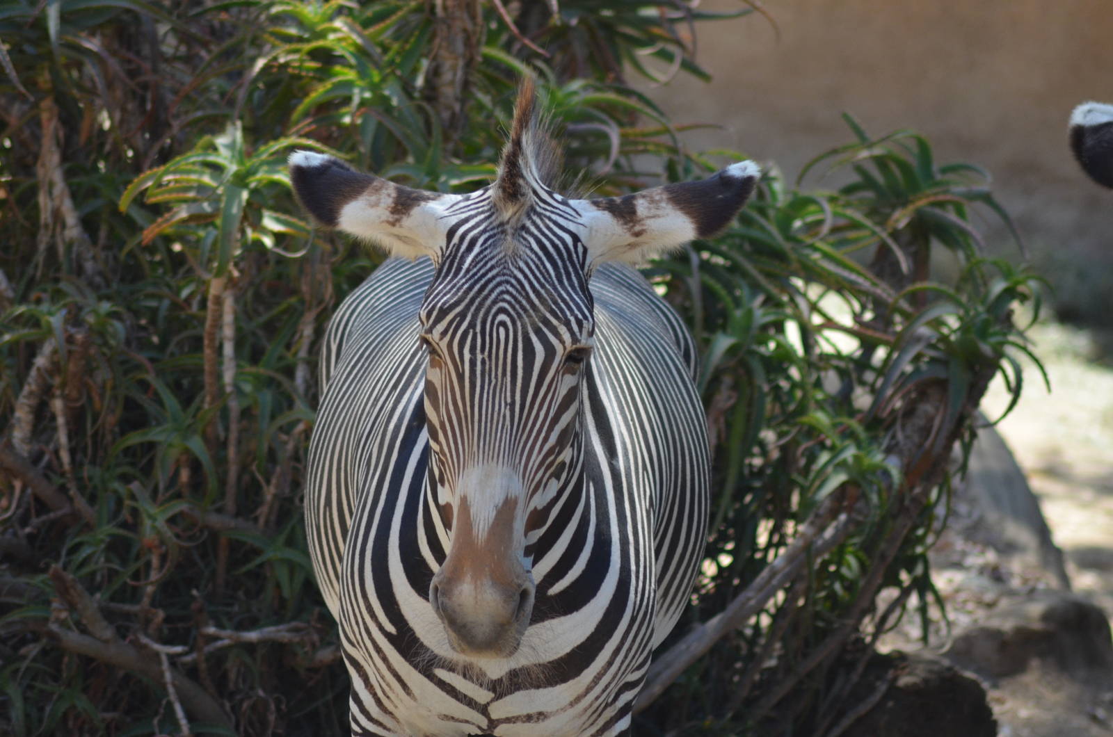 Grevy's Zebra